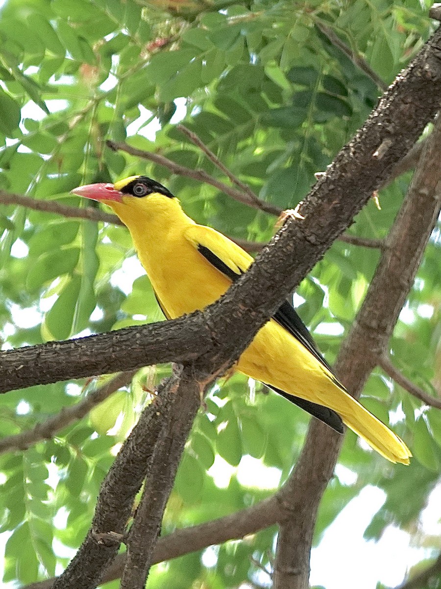Black-naped Oriole - ML616095897