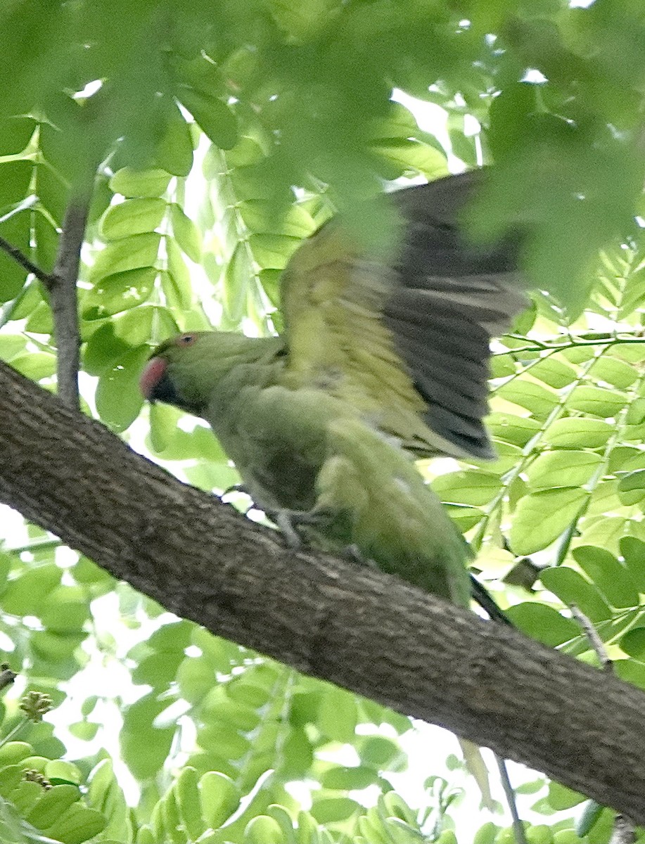 Rose-ringed Parakeet - ML616095976