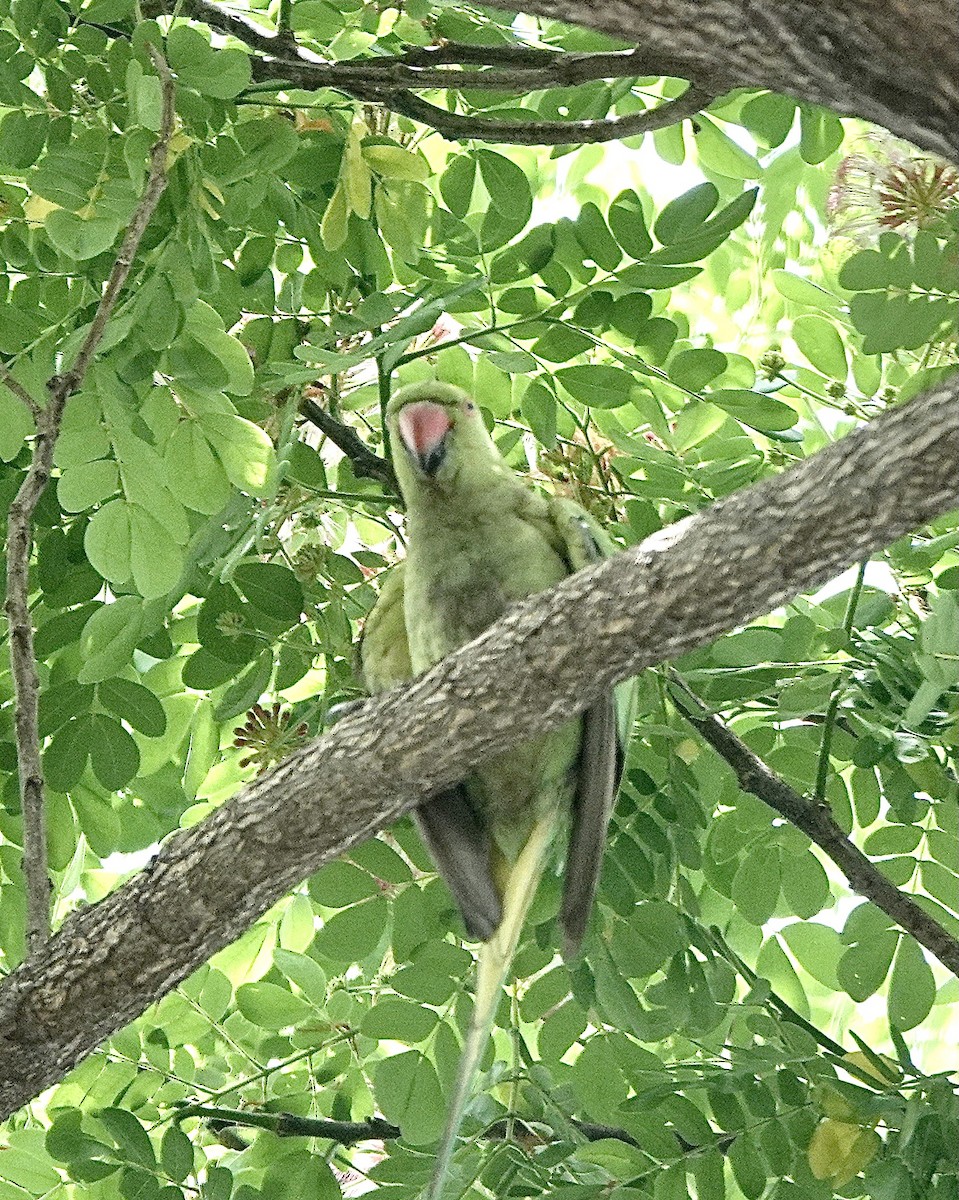Rose-ringed Parakeet - ML616095977