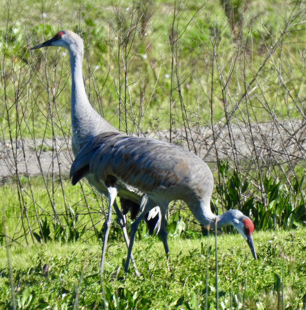 Sandhill Crane - ML616095983