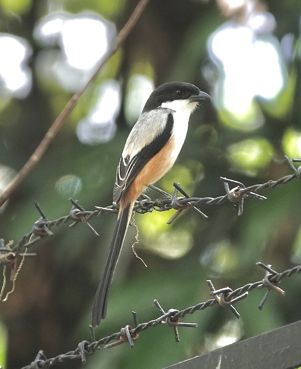 Long-tailed Shrike - ML616095994