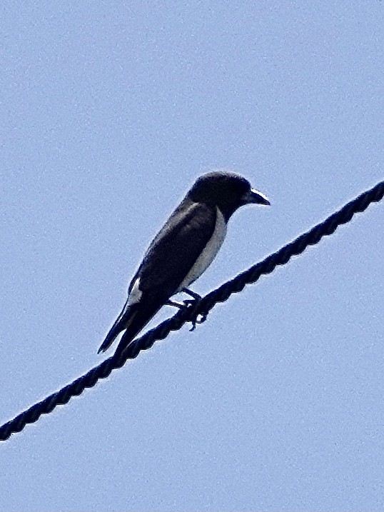 White-breasted Woodswallow - ML616096002