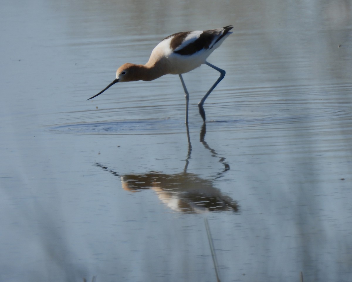 American Avocet - ML616096023