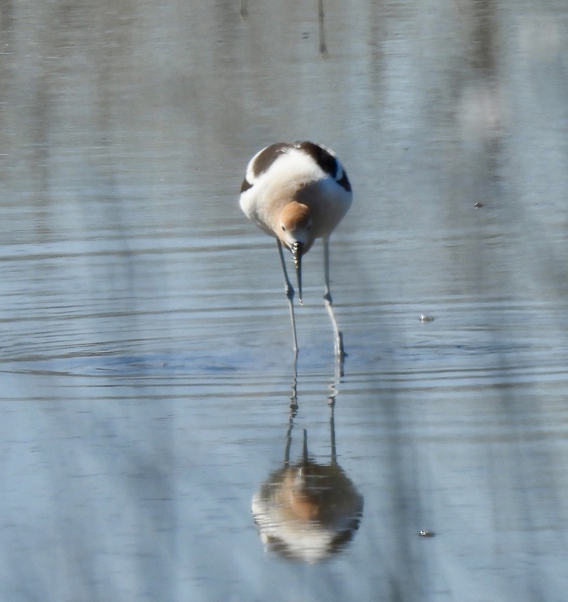 American Avocet - ML616096024