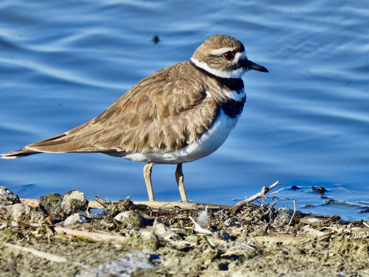 Killdeer - ML616096046