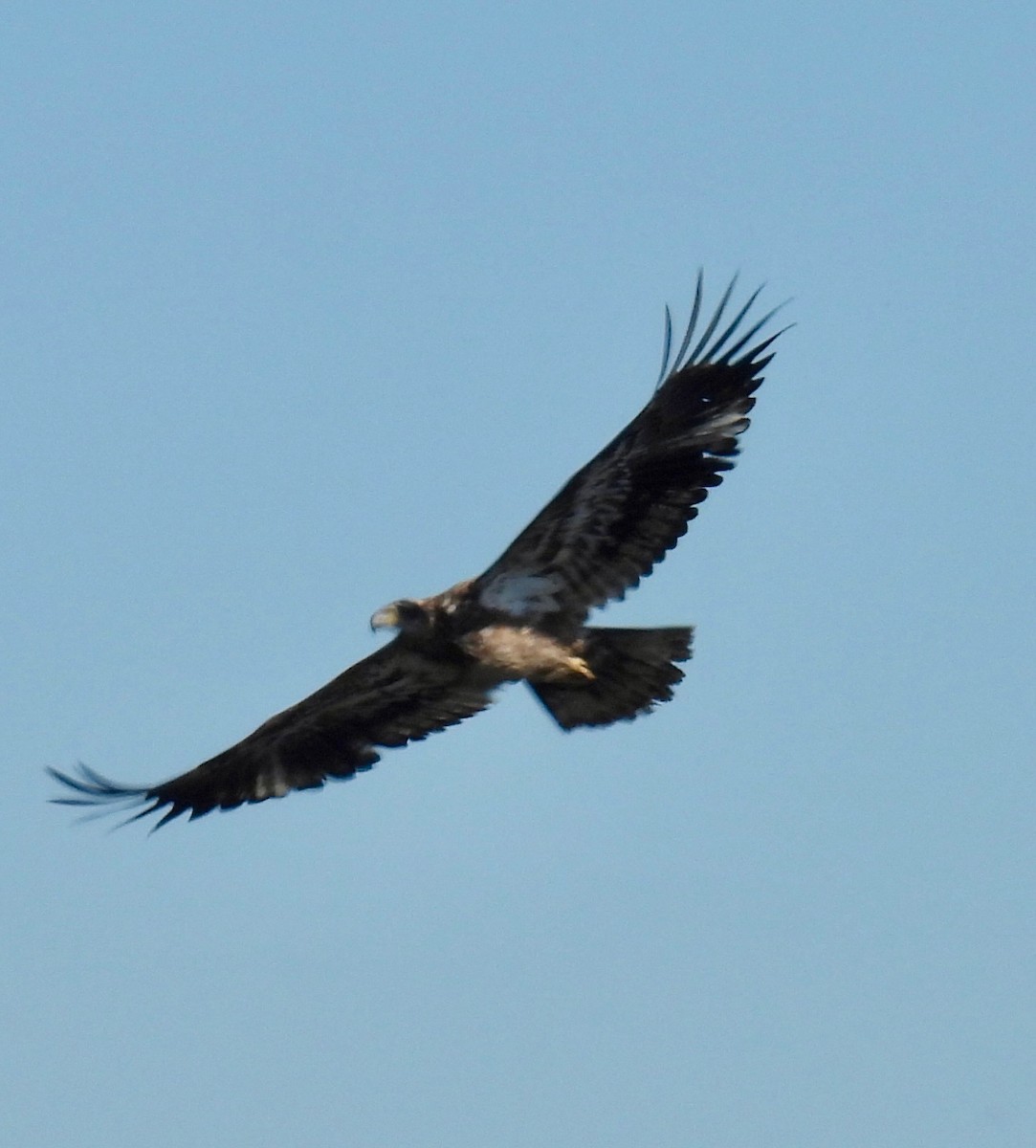 Bald Eagle - ML616096089