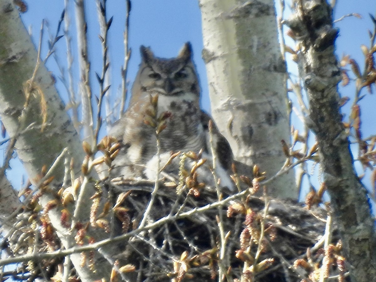 Great Horned Owl - Dana Cox