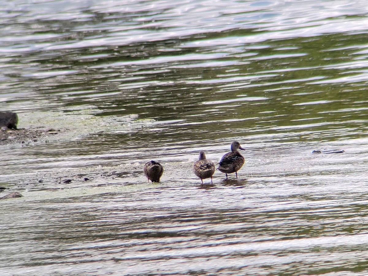 Blue-winged Teal - ML616096128