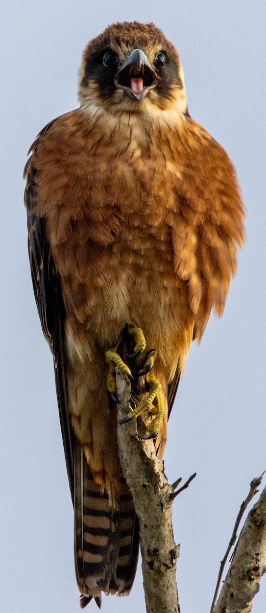 Australian Hobby - ML616096140