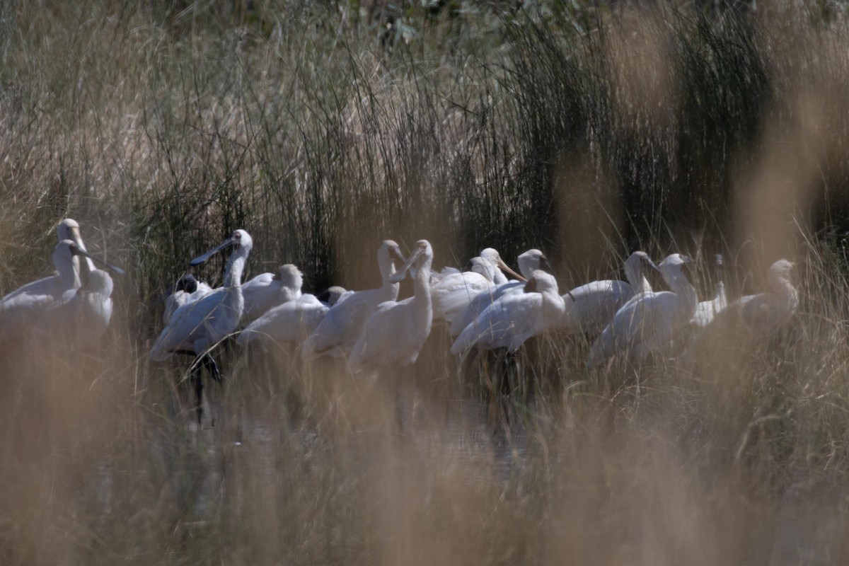 Royal Spoonbill - ML616096155