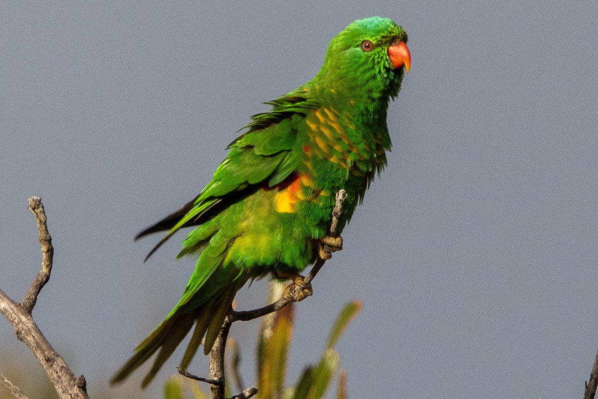 Scaly-breasted Lorikeet - ML616096157