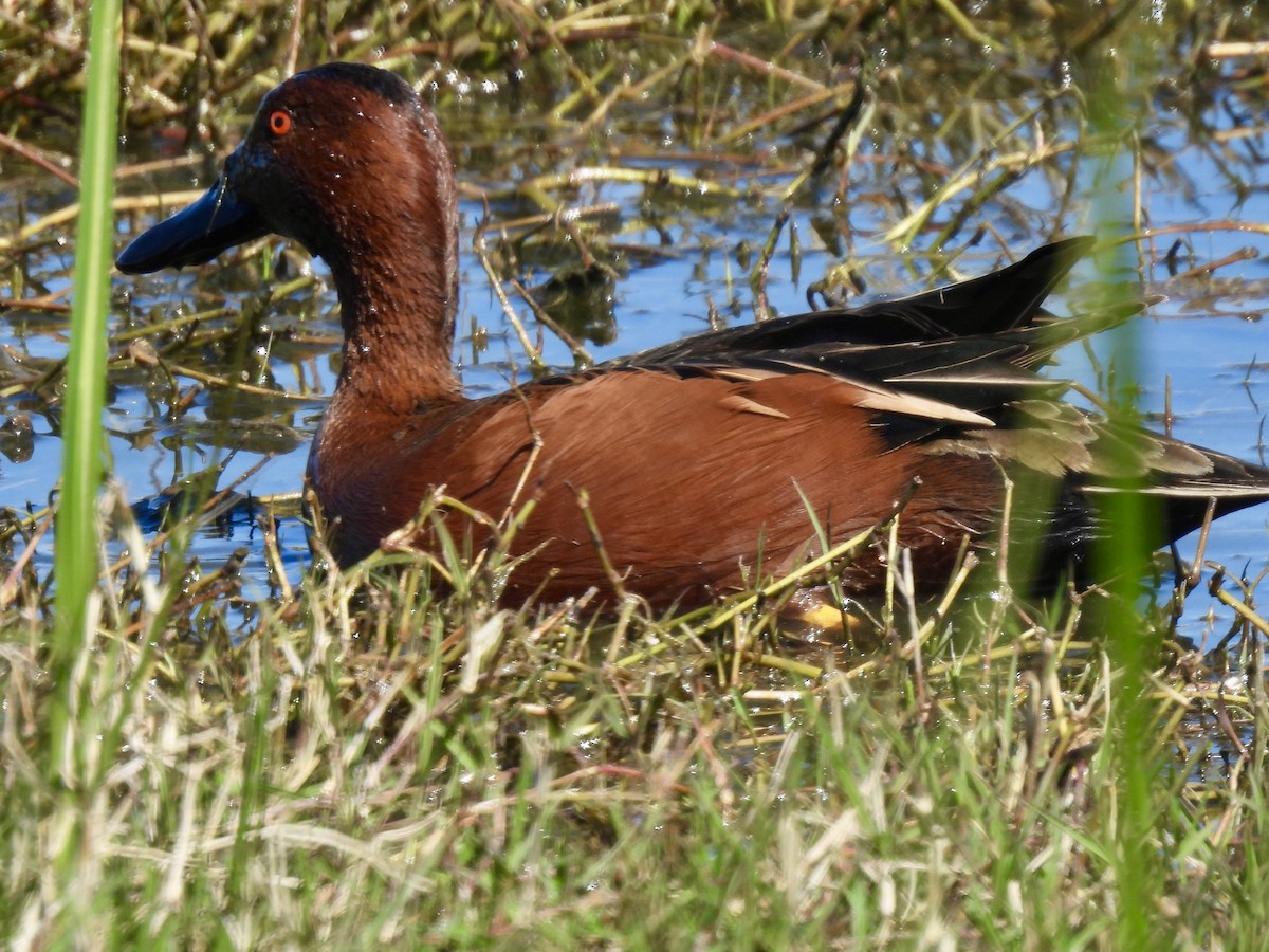 Cinnamon Teal - Dana Cox