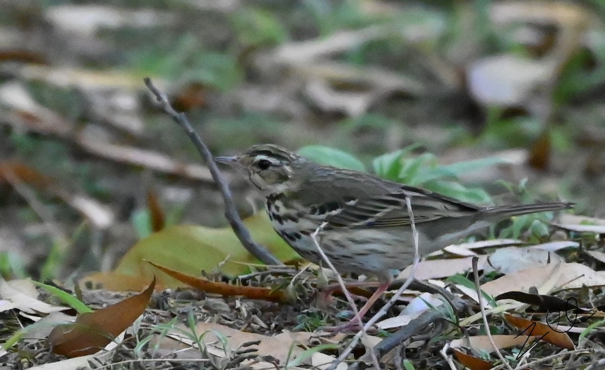 Olive-backed Pipit - ML616096237