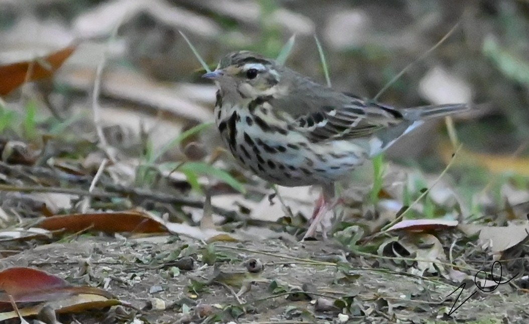 Olive-backed Pipit - ML616096238