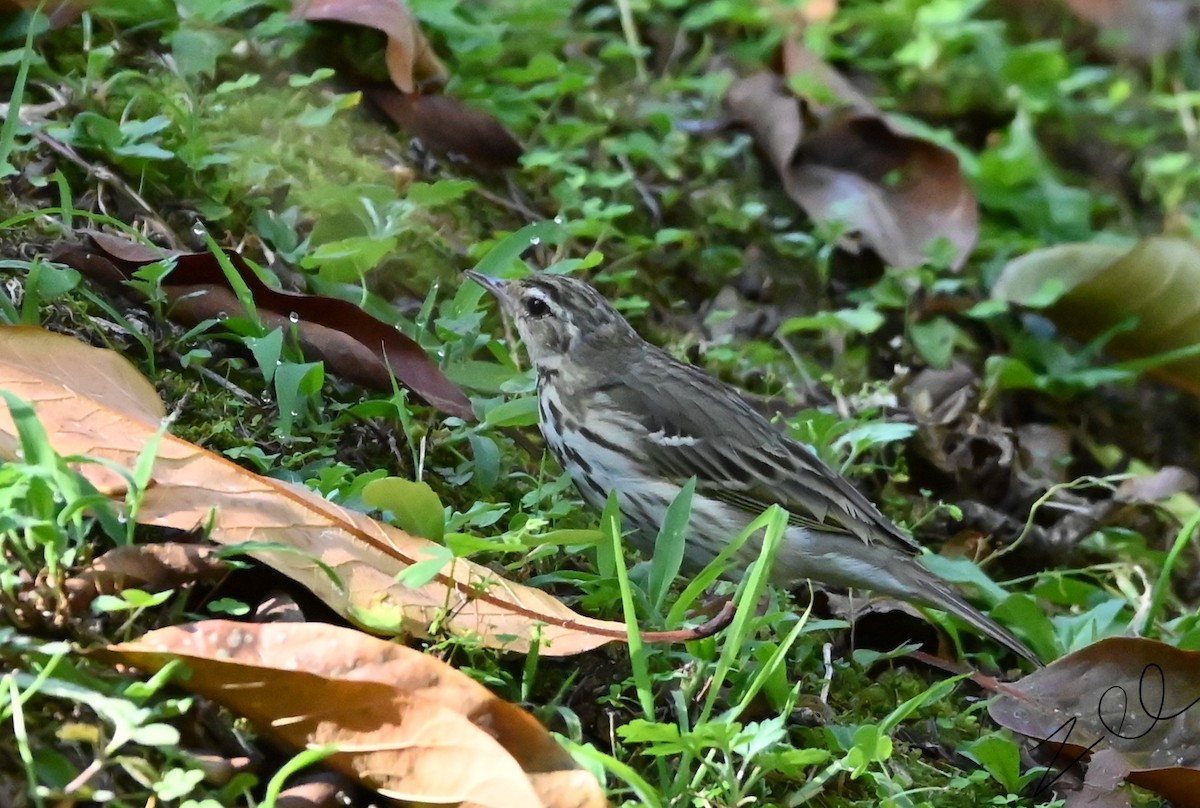 Olive-backed Pipit - ML616096239