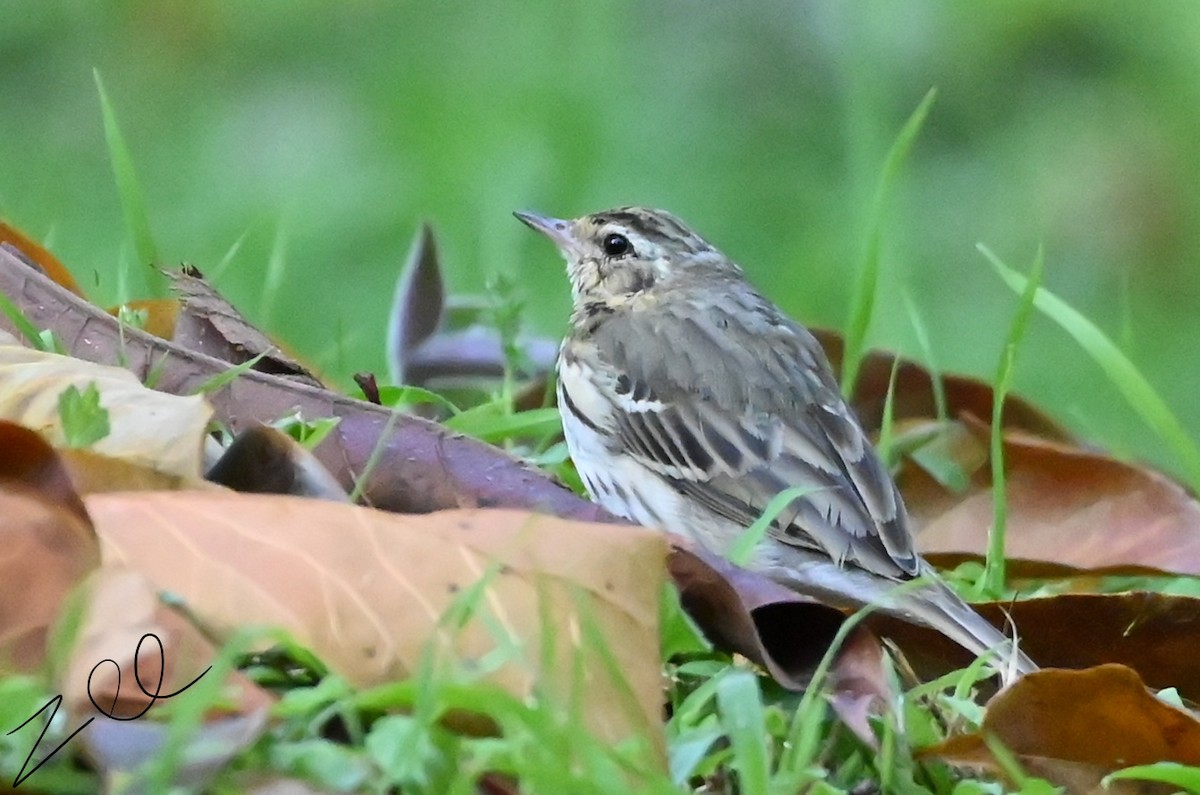 Olive-backed Pipit - ML616096240