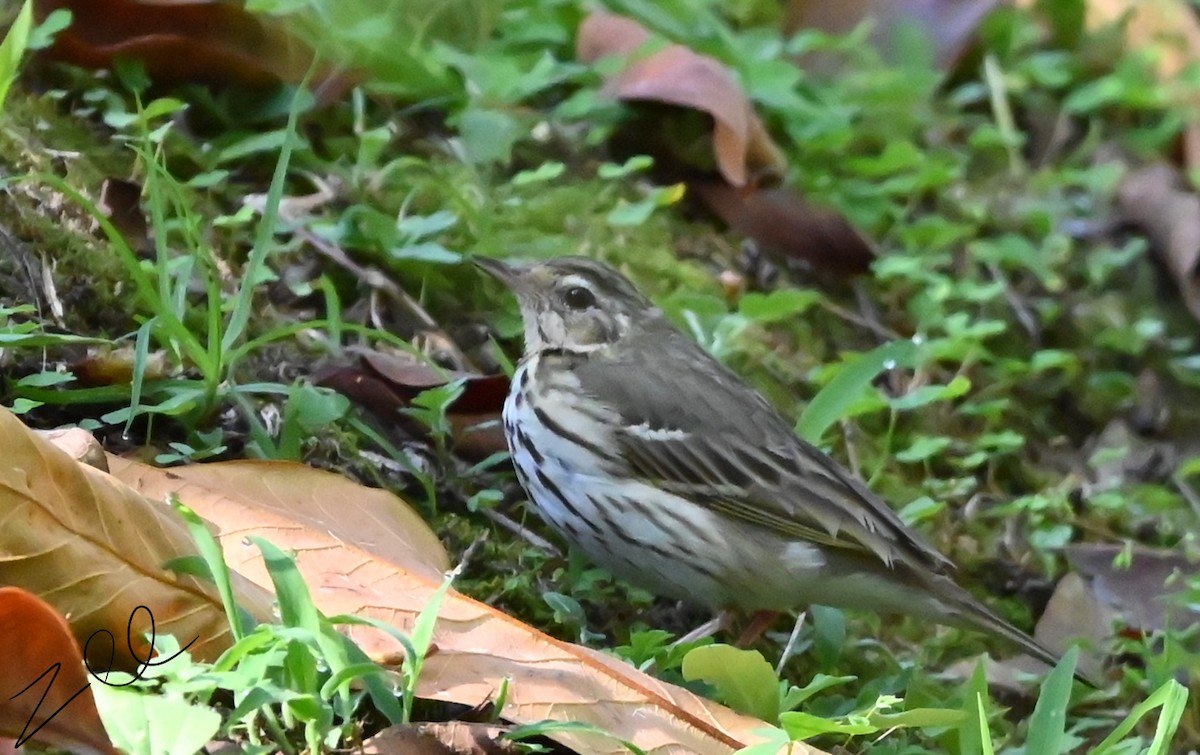 Olive-backed Pipit - ML616096241