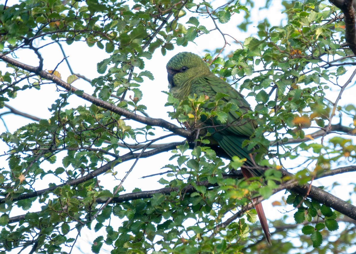 Conure magellanique - ML616096244