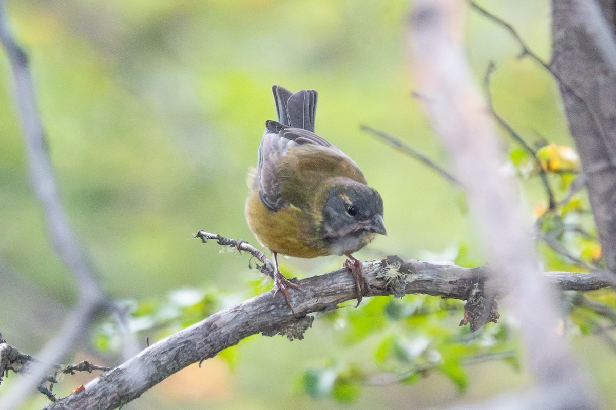 Patagonian Sierra Finch - ML616096247