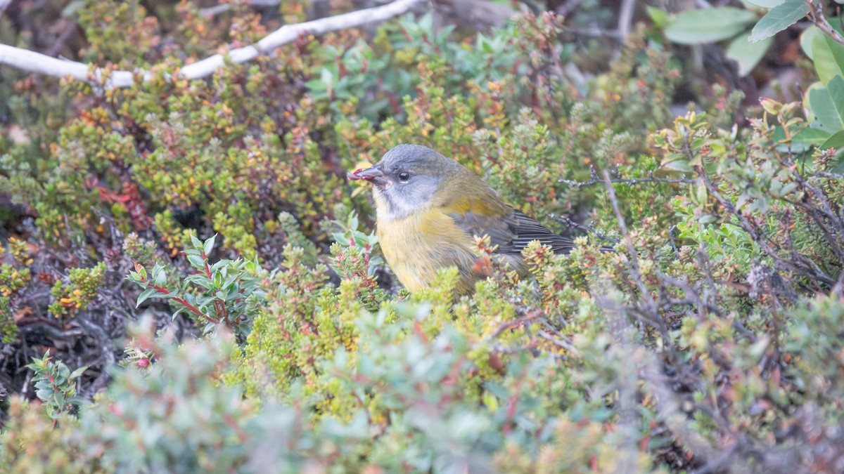 Patagonian Sierra Finch - ML616096248