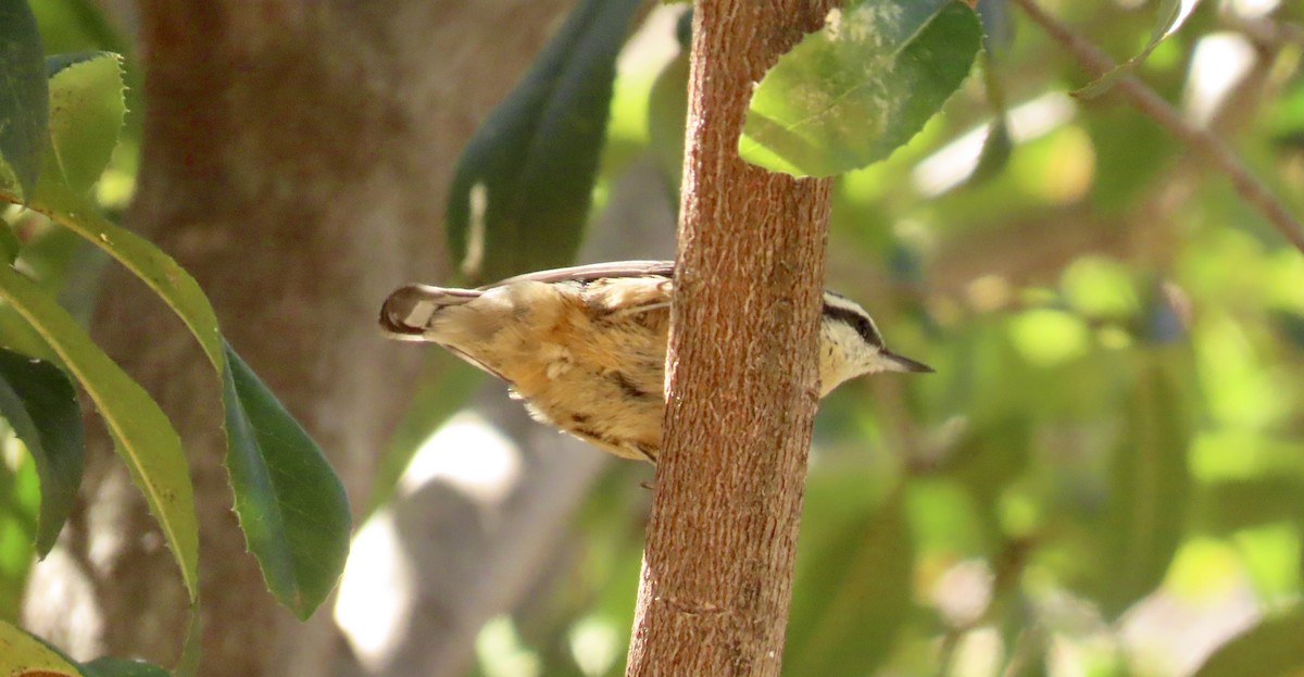 Red-breasted Nuthatch - ML616096249