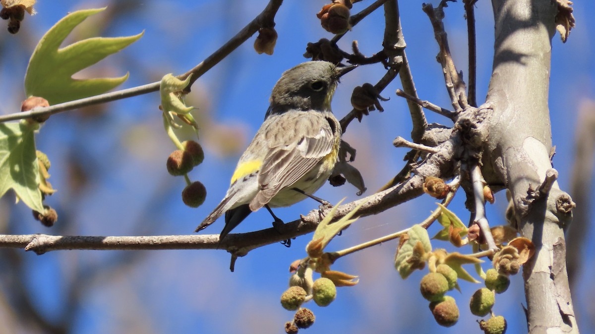 Yellow-rumped Warbler - ML616096257