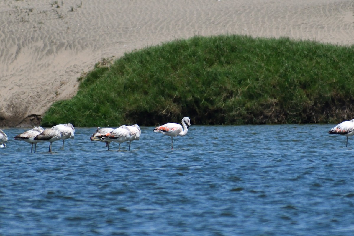 Chilean Flamingo - Ruben Torrejón