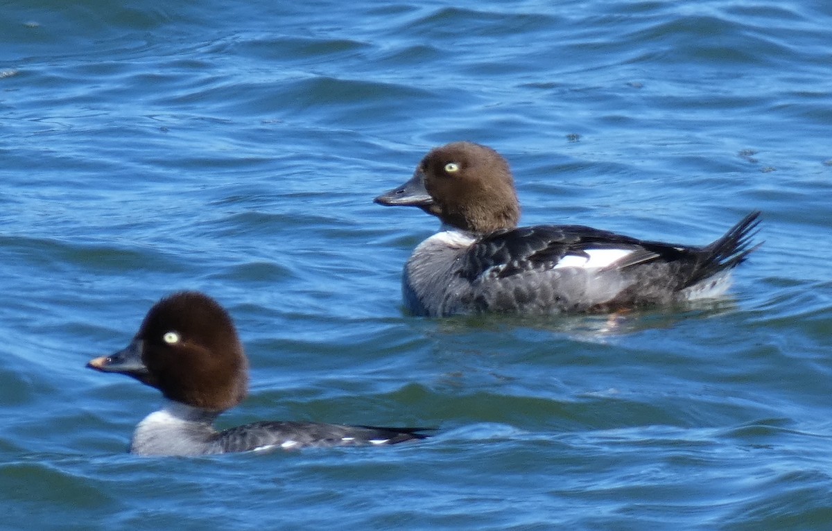 Common Goldeneye - Sally Picciotto