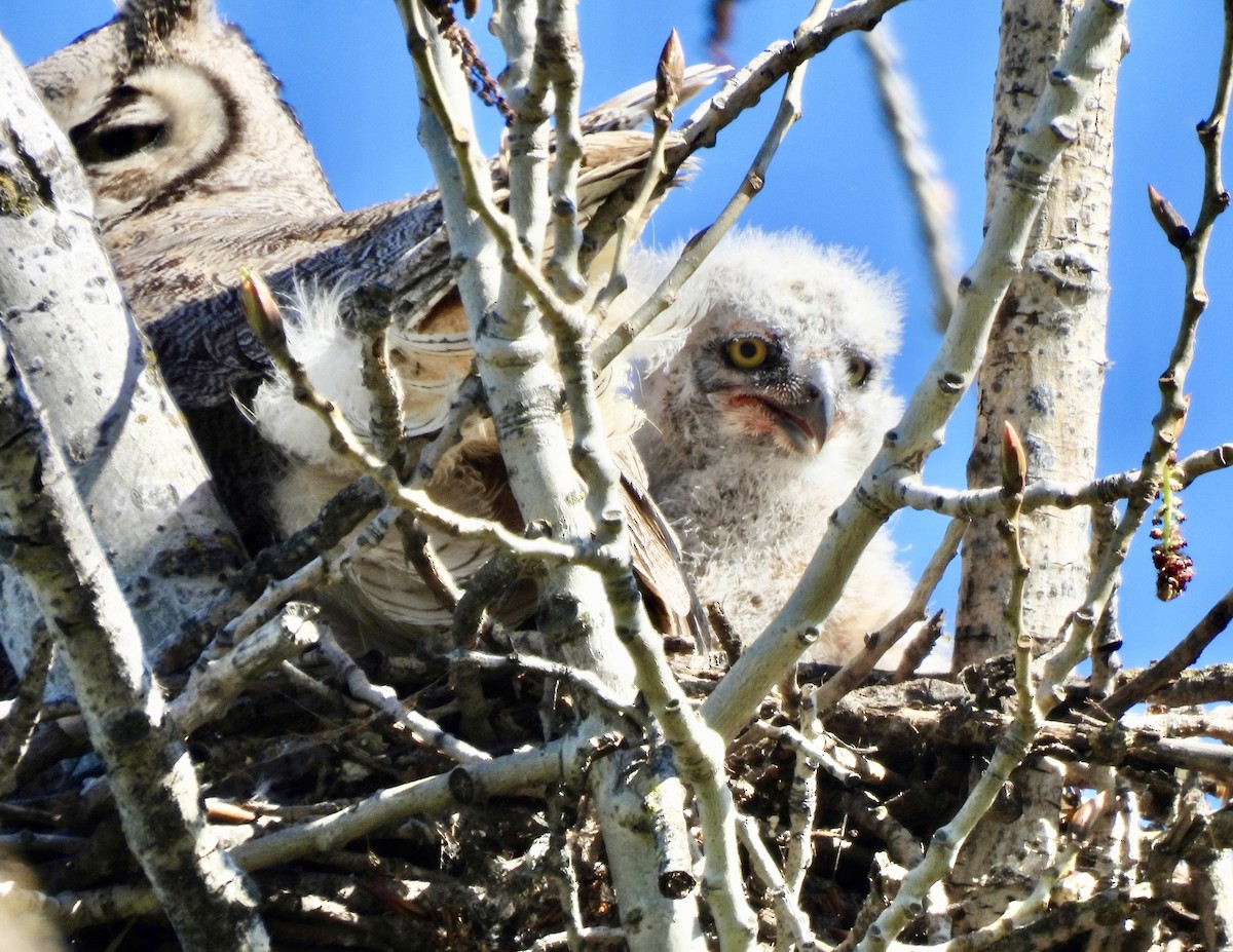 Great Horned Owl - ML616096278