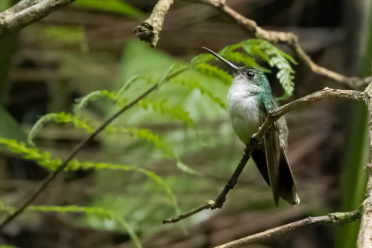 kolibřík vidloocasý - ML616096281