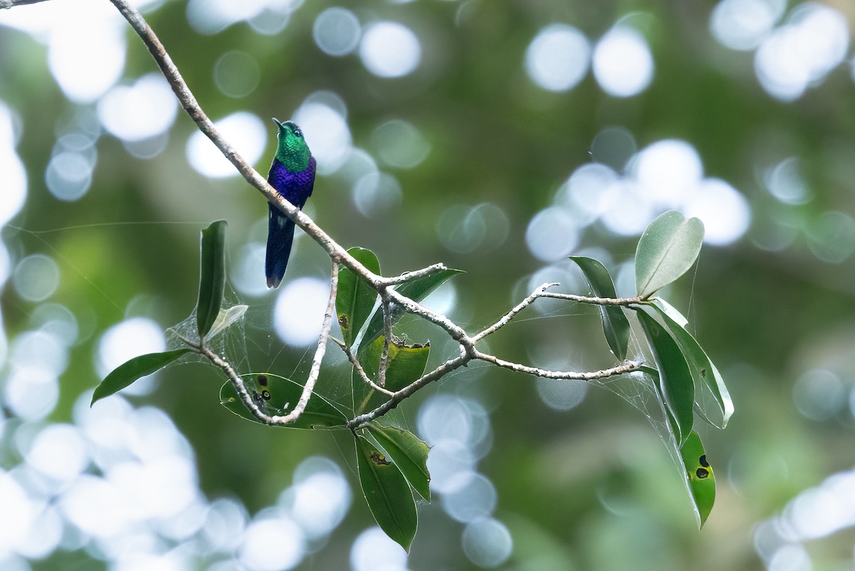 kolibřík vidloocasý - ML616096283