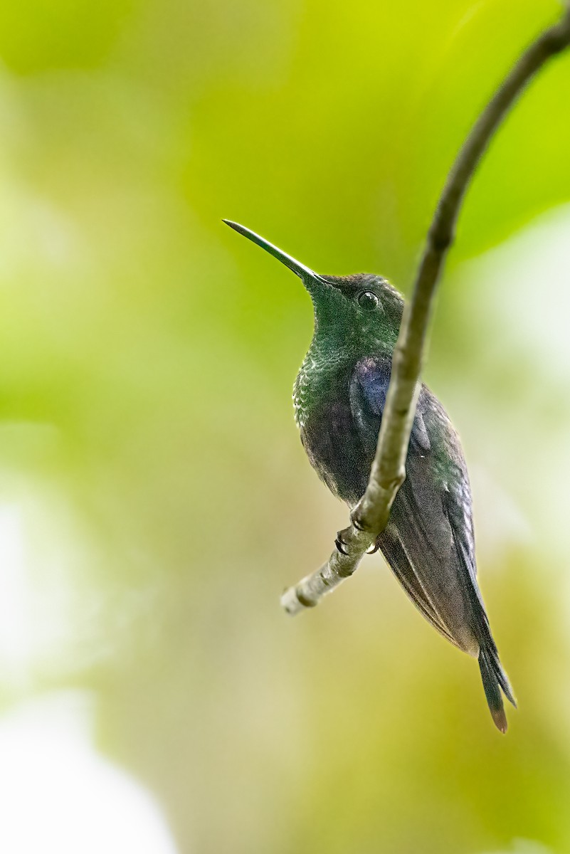 kolibřík vidloocasý - ML616096284