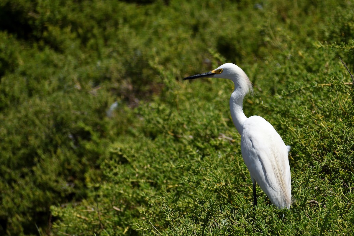 Snowy Egret - Ruben Torrejón