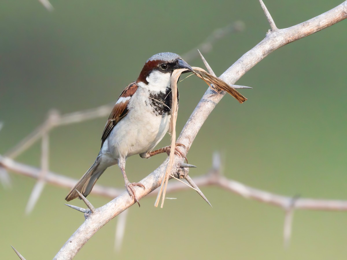 House Sparrow - ML616096292