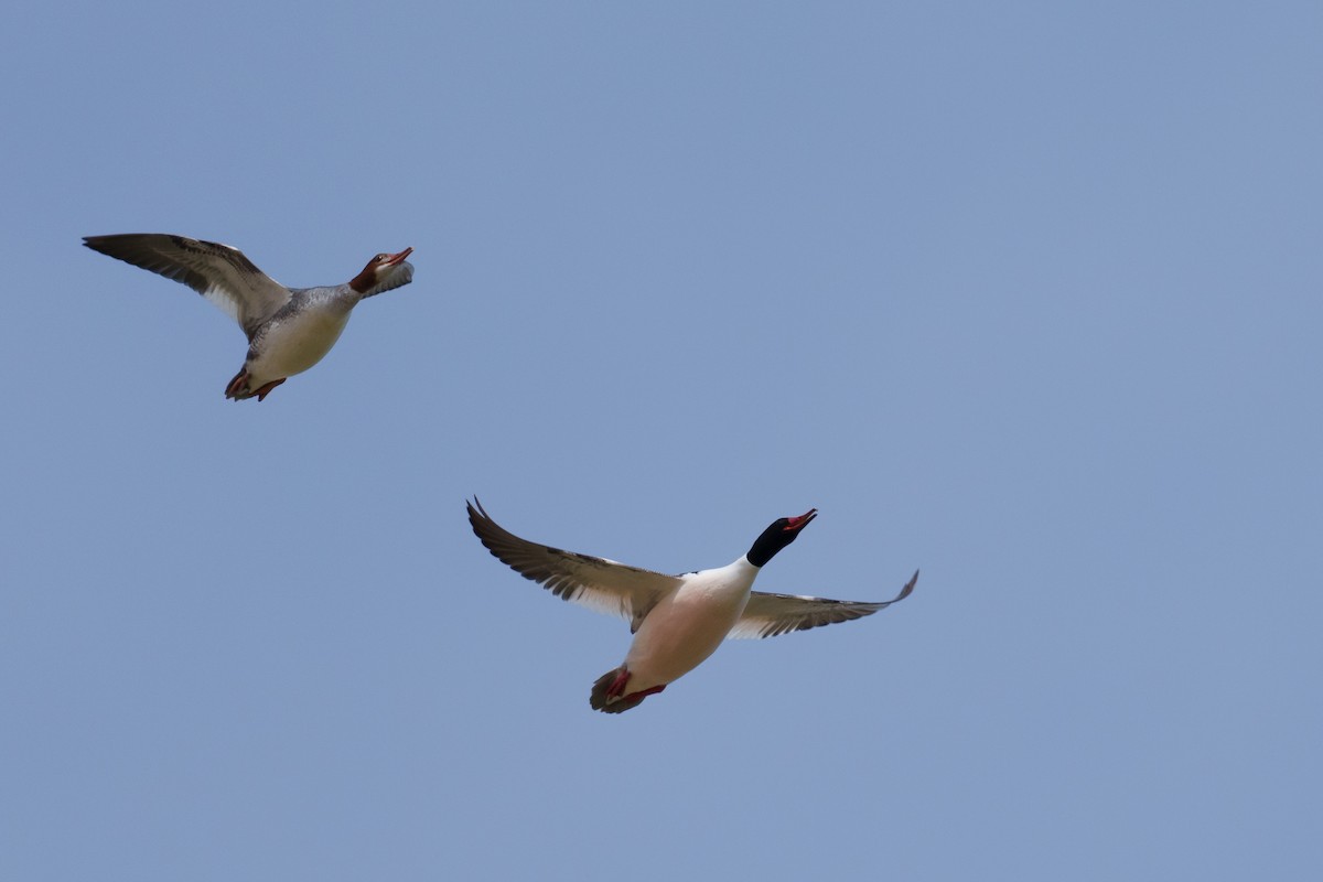 Common Merganser - ML616096334