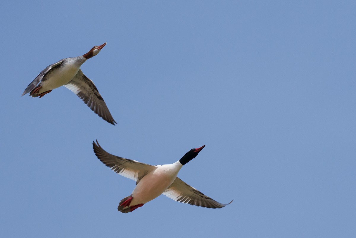 Common Merganser - ML616096335