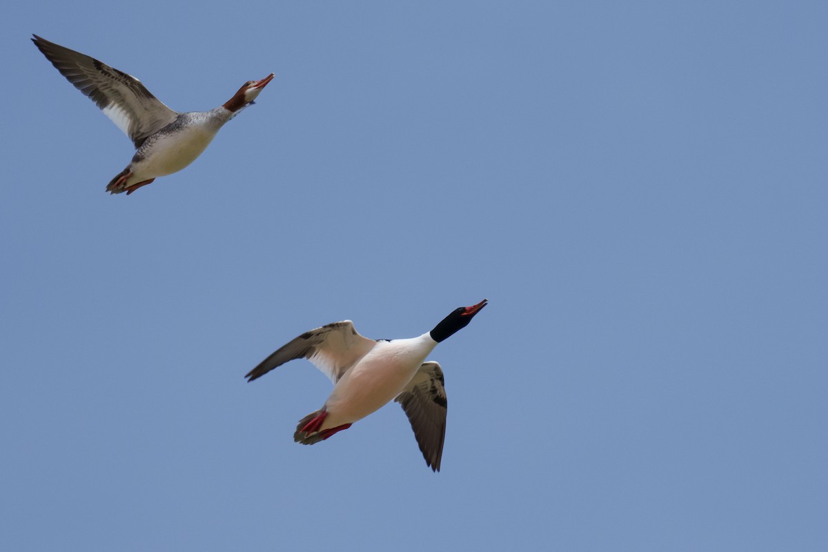 Common Merganser - ML616096336