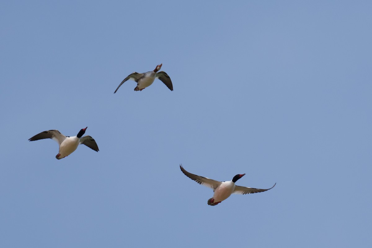Common Merganser - ML616096337