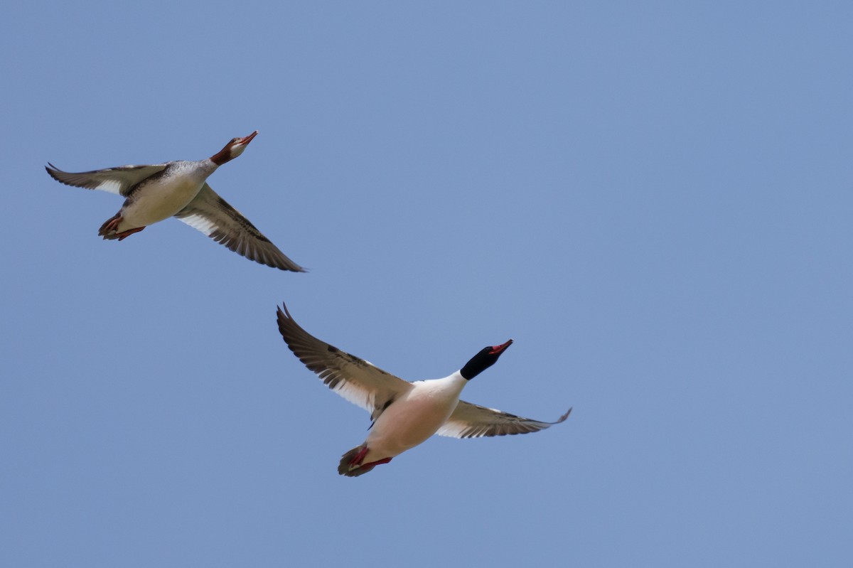 Common Merganser - ML616096338