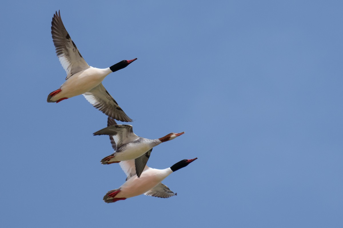 Common Merganser - ML616096339