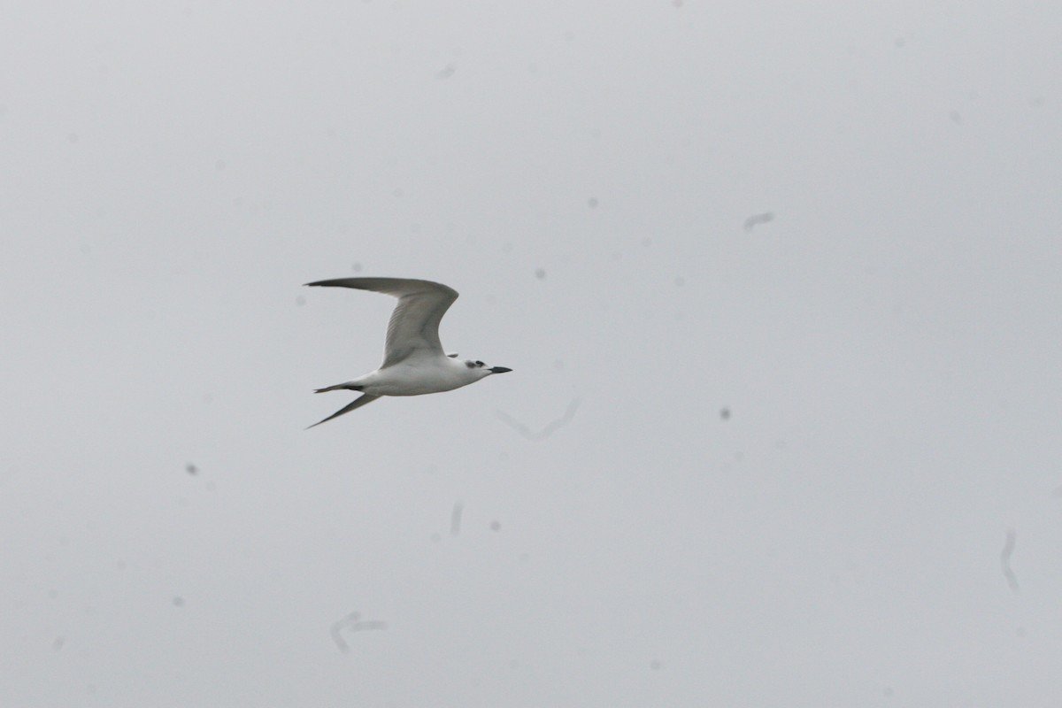 Gull-billed Tern - ML616096347