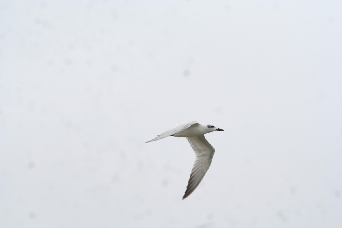 Gull-billed Tern - ML616096348