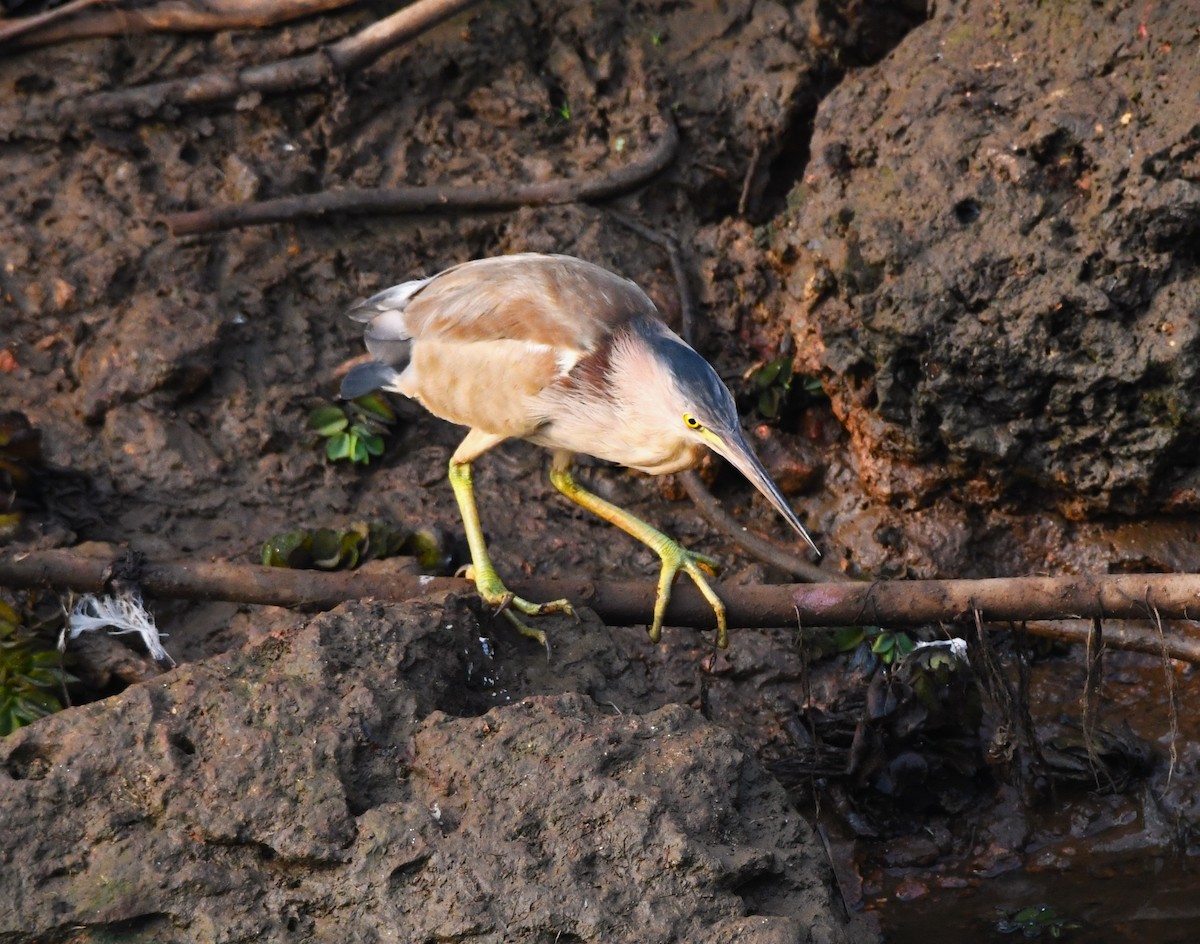 Yellow Bittern - ML616096363