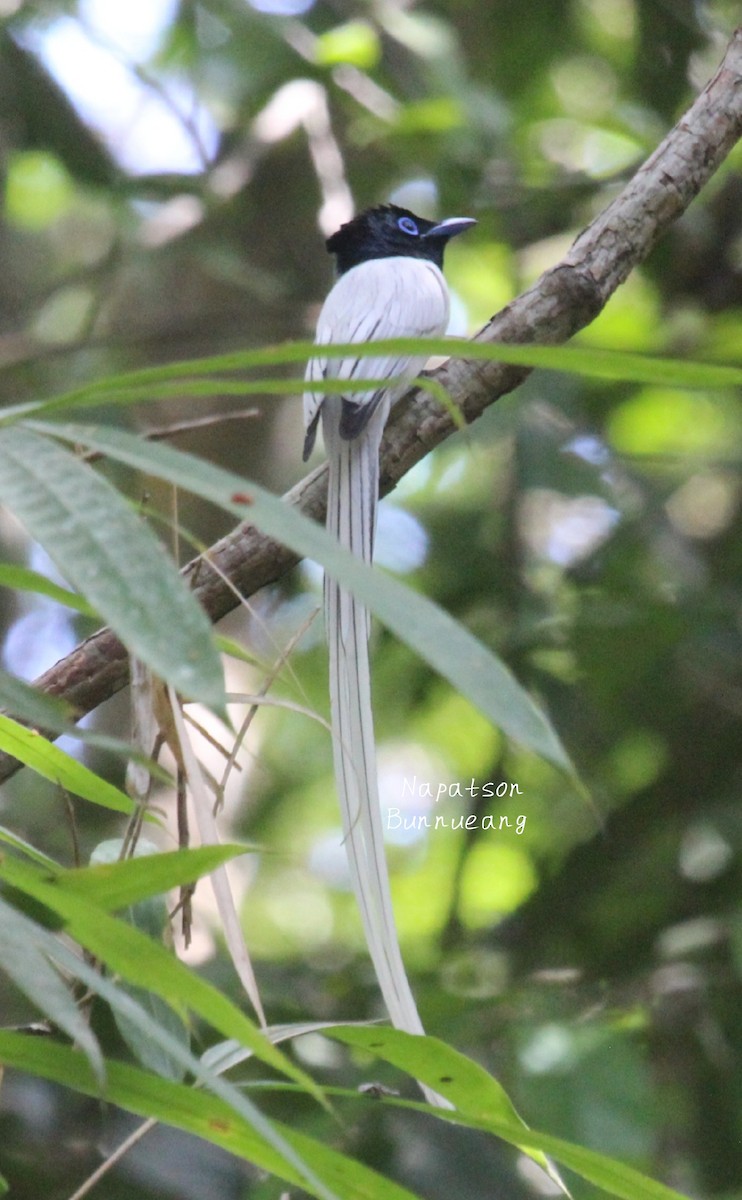 Blyth's Paradise-Flycatcher - ML616096444