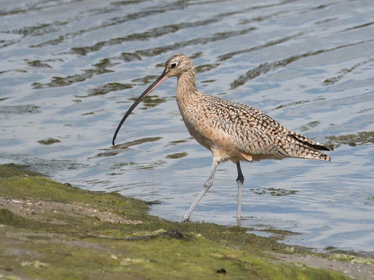 Long-billed Curlew - ML616096511