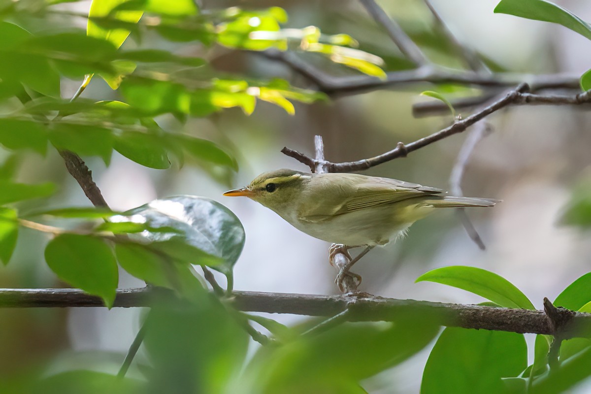 Mosquitero Occipital - ML616096520