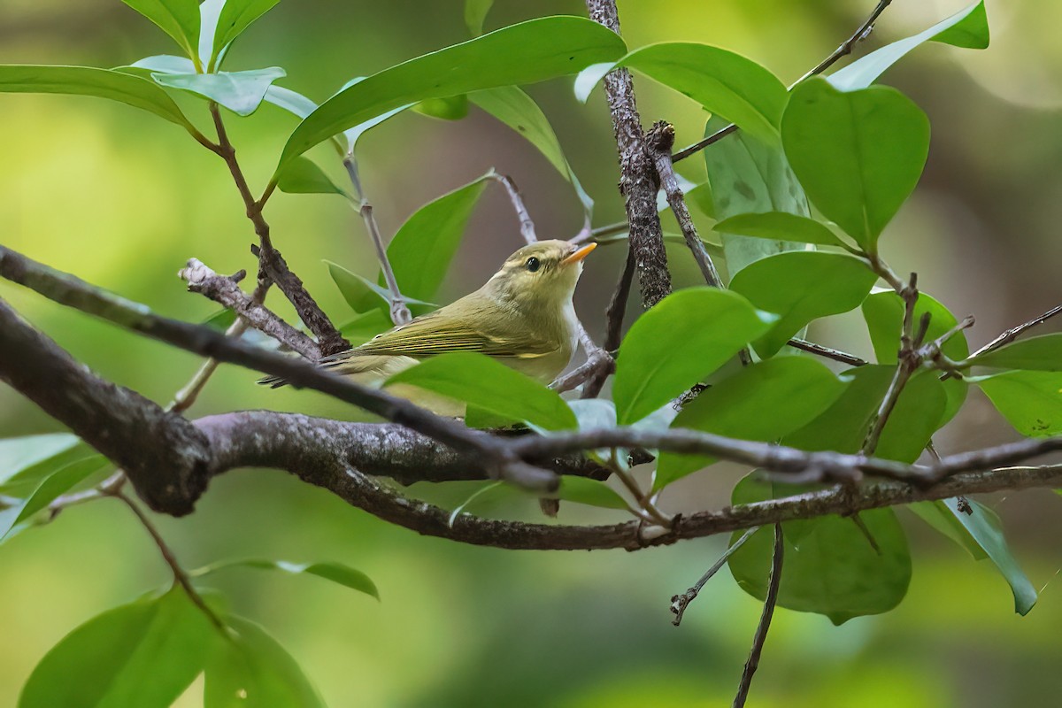 Western Crowned Warbler - ML616096521