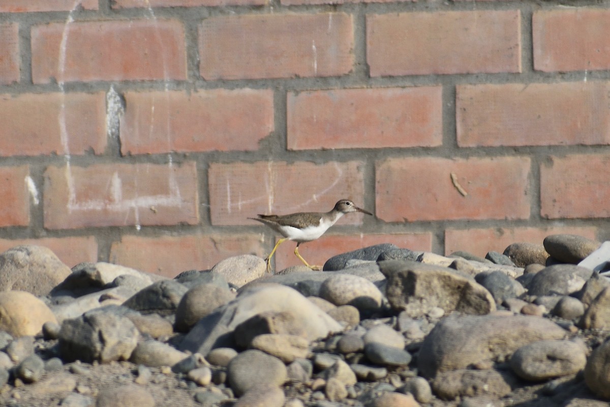 Spotted Sandpiper - Ruben Torrejón