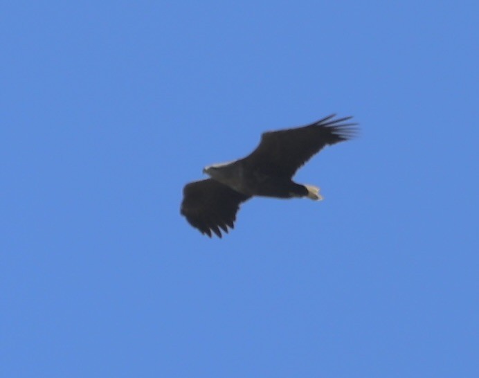White-tailed Eagle - Keith Maley
