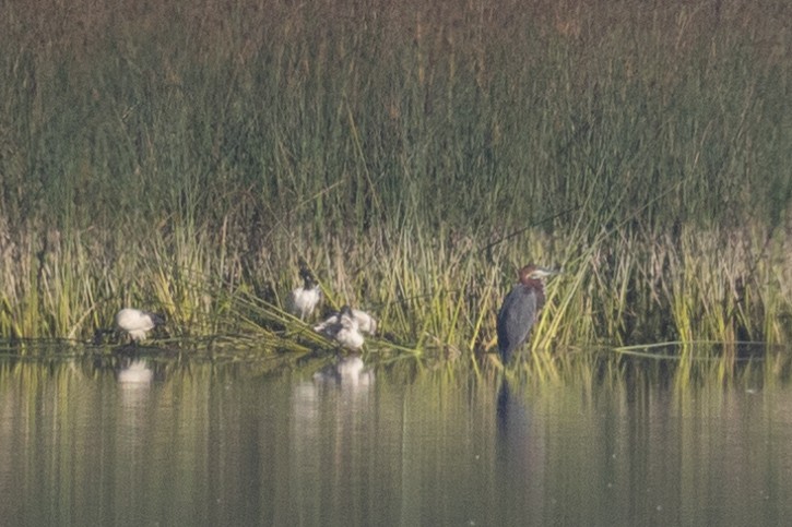 Goliath Heron - ML616096659